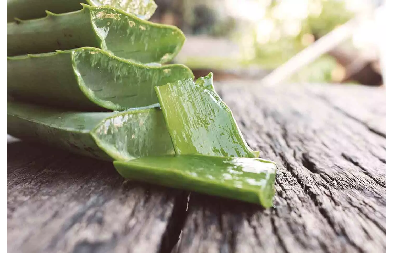 Produkte mit Aloe Vera gibt es in großer Fülle.