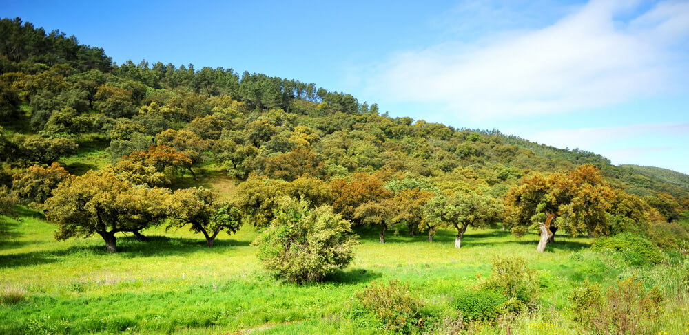 Sierra de Aracena: Green sloping hills populated with trees in the national park