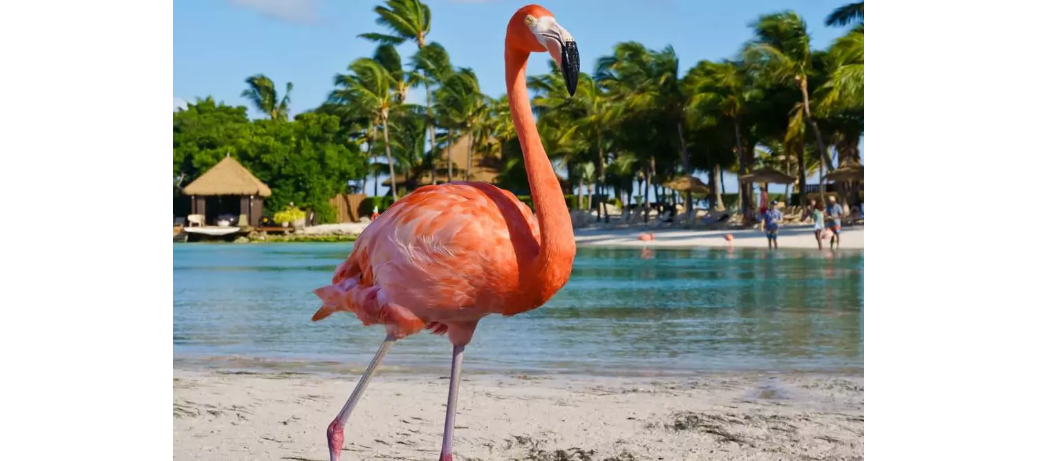 A flamingo stands on a sandy beach in Arikok National Park, with clear blue water in the background.