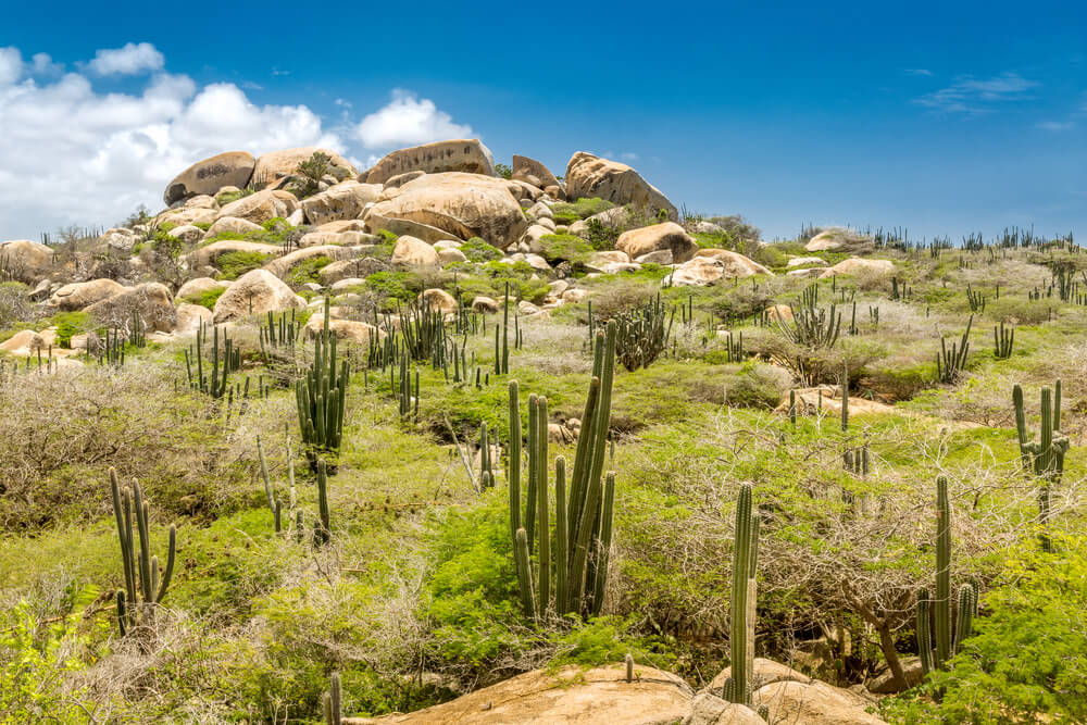 Cacti stand proudly in Arikok National Park, dotted along your hike to the Natural Pool in Aruba.