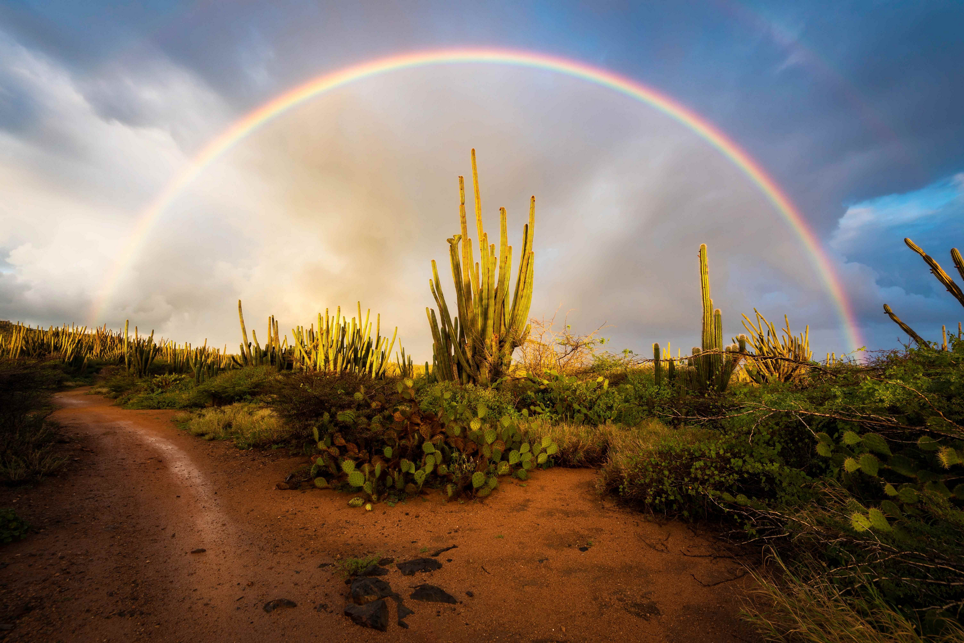A full rainbow arches over cacti in Arikok National Park in Aruba.