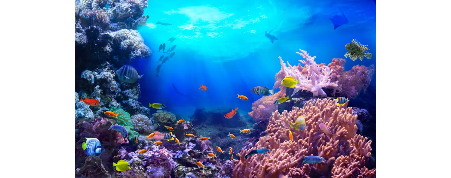 buceo maldivas 