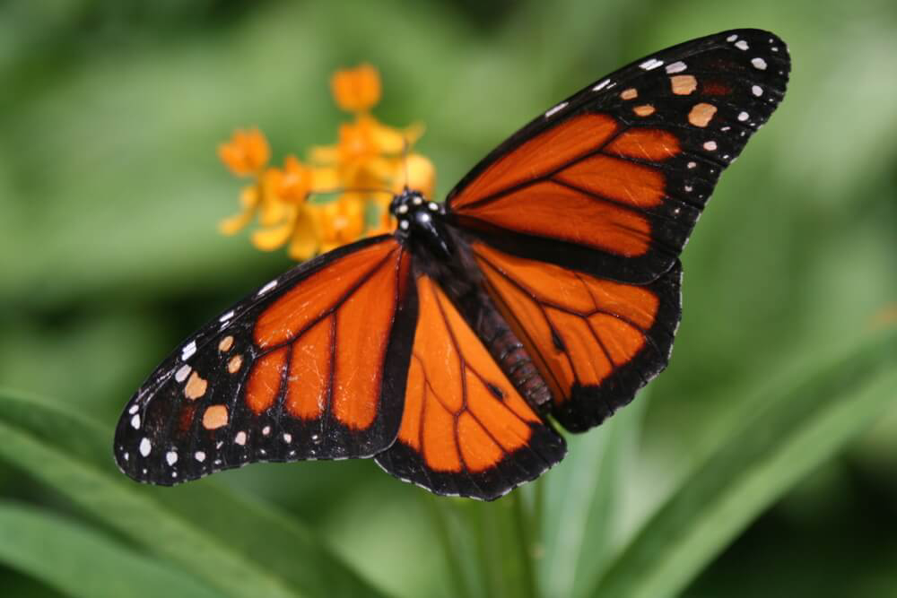 Photo of an orange at black butterfly at Aruba’s Butterfly Farm.