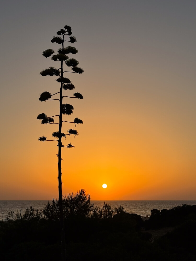 atardeceres bonitos