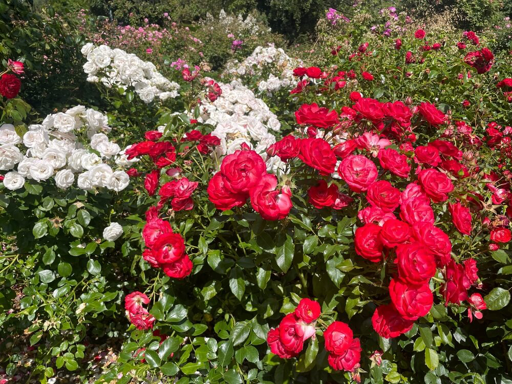 Blühende Rosen im Arboretum in der Umgebung von Hamburg.