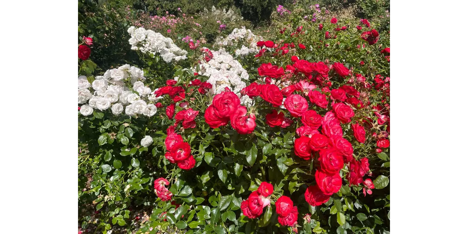 Blühende Rosen im Arboretum in der Umgebung von Hamburg.