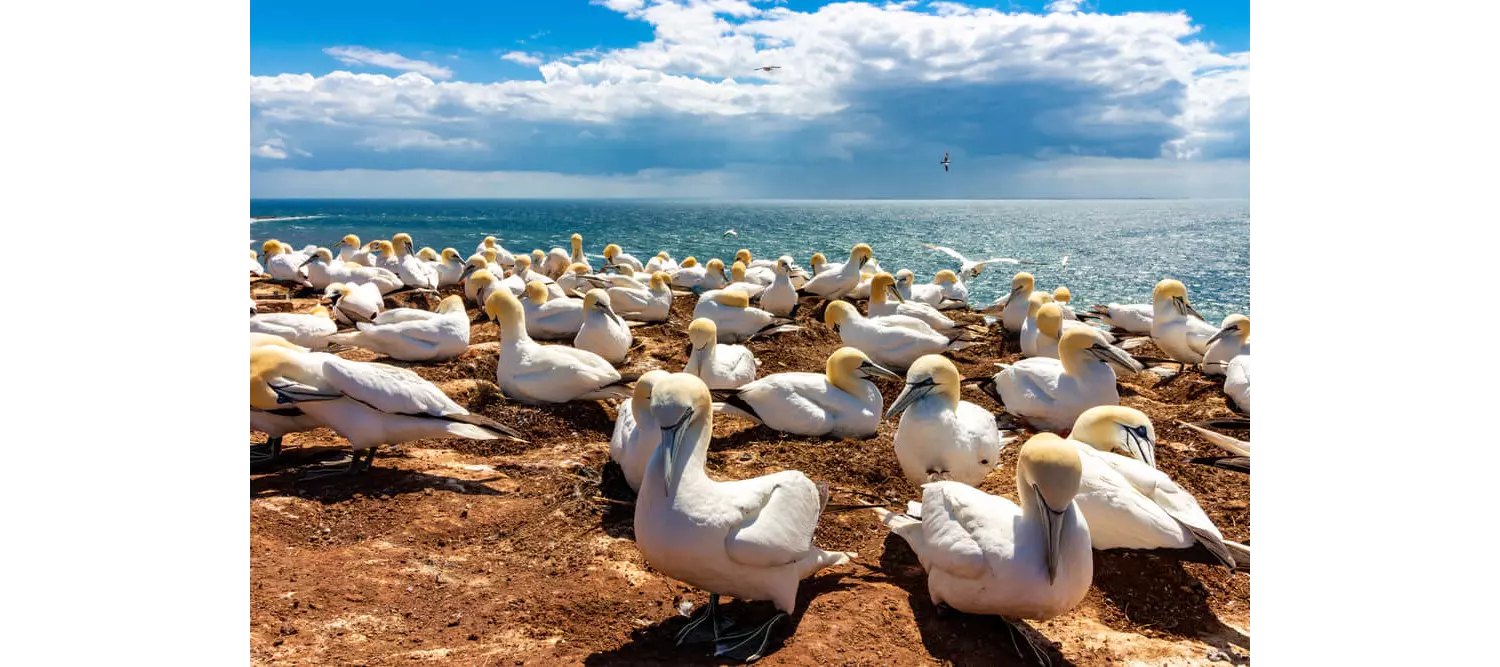 Vögel in Helgoland.
