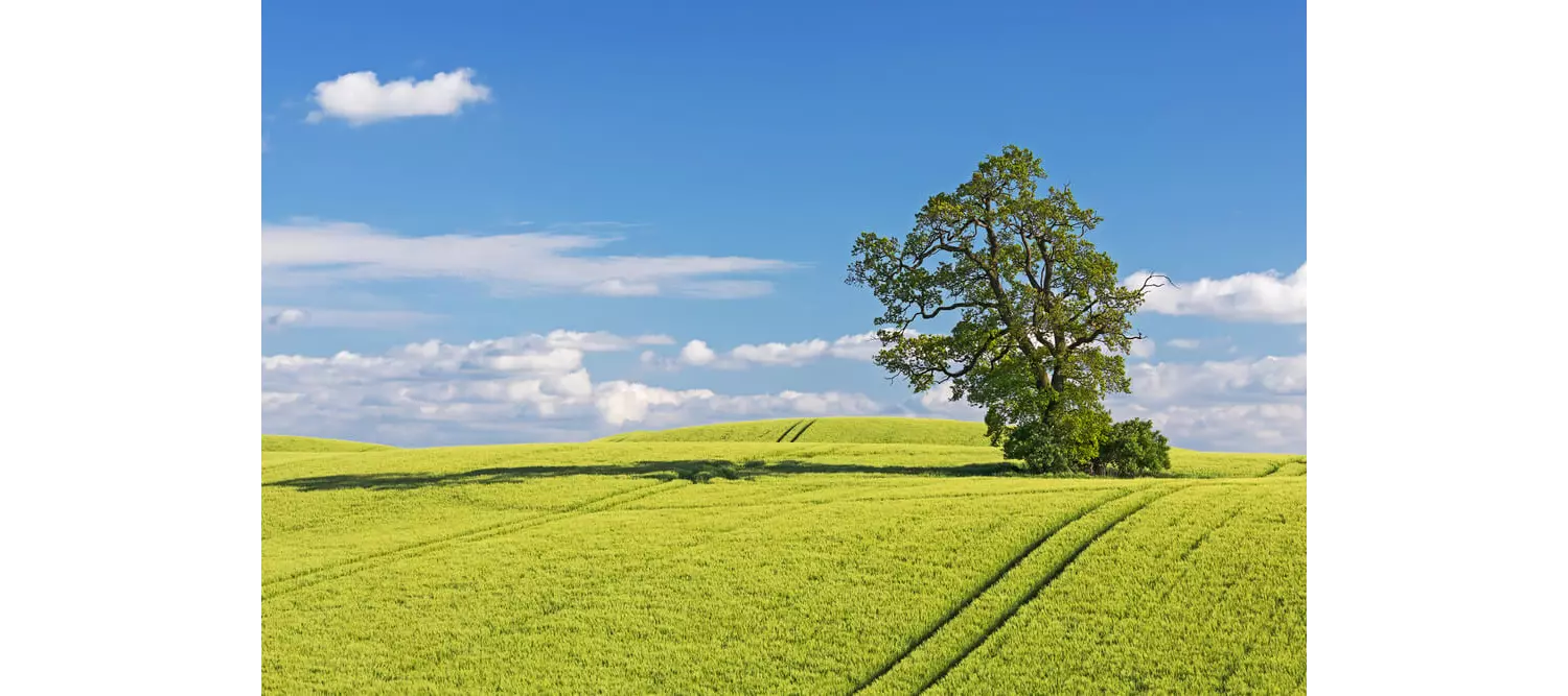 Grüne Wiese und Baum in Hamburgs Umgebung.