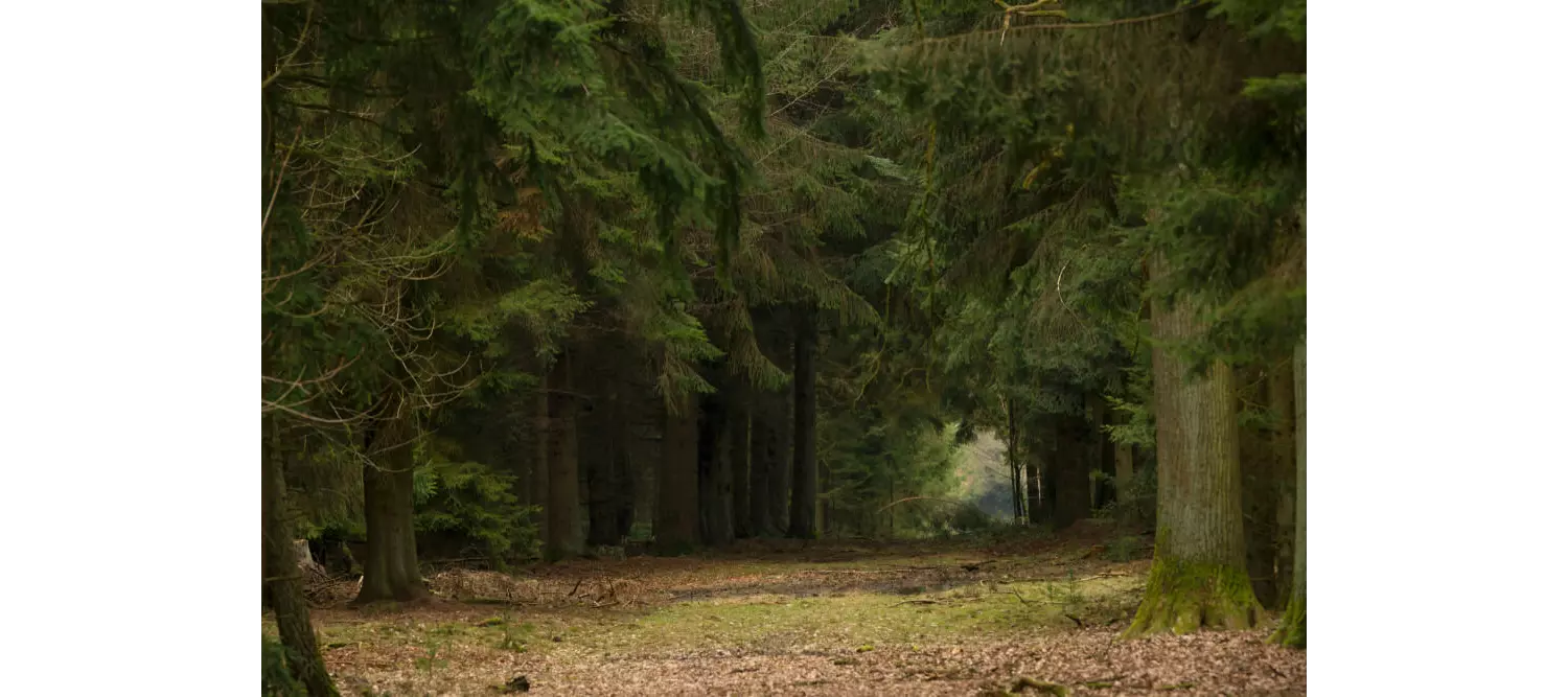 Ausflüge Hamburg: hohe Bäume im Sachsenwald.