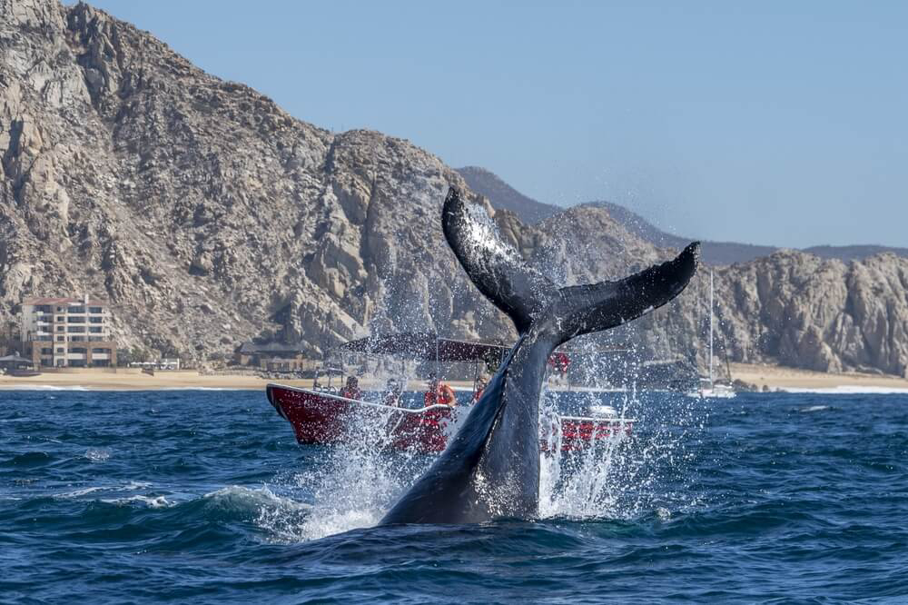 avistamiento ballenas los cabos