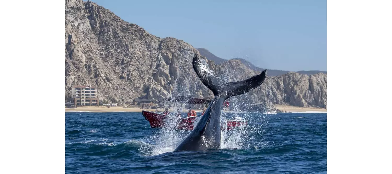 avistamiento ballenas en los cabos