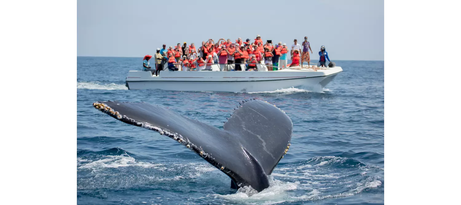 avistamiento de ballenas samana
