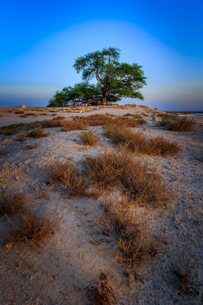 Schadscharat al-Haya, der Baum des Lebens in Bahrain.