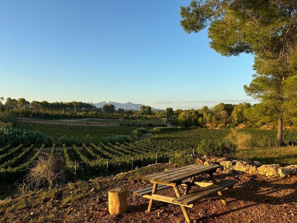Weinberge des Penedès in der Umgebung von Barcelona.