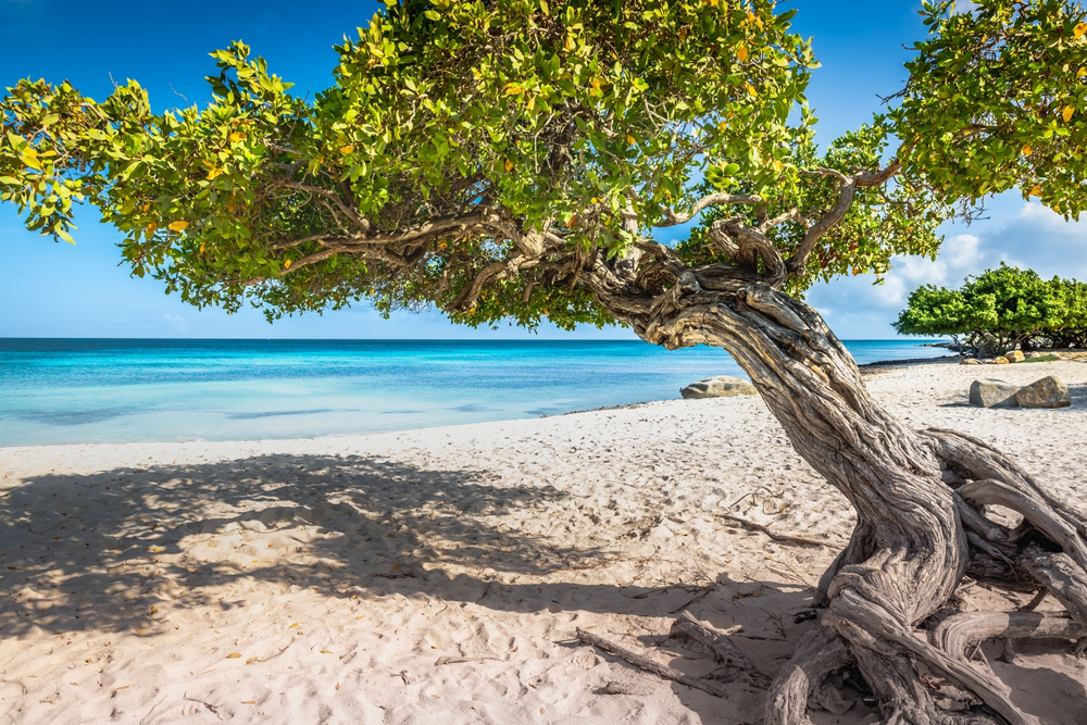 With its white sands and unique Fofoti trees, Eagle Beach, Aruba is well worth the visit