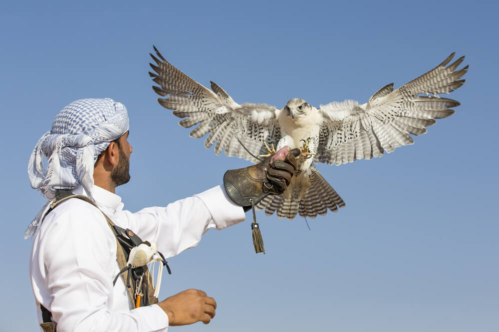 The best day trip from Dubai is going on a falconry experience in the desert.