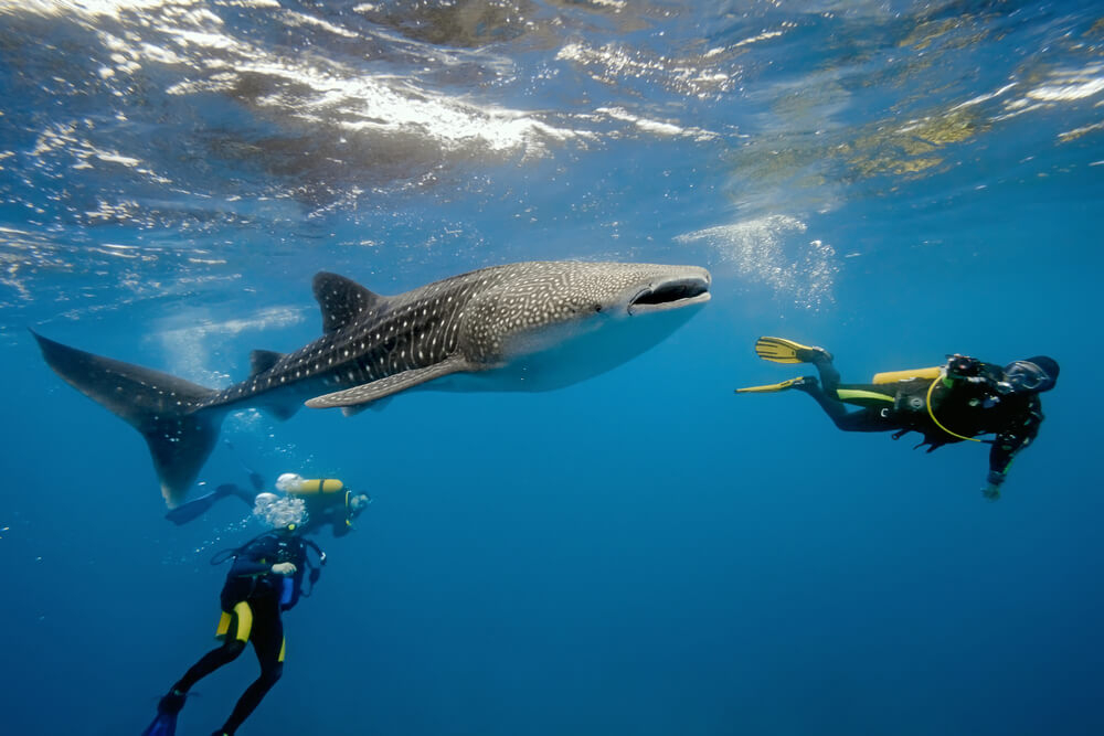 Best places for scuba diving: whale shark and three scuba divers in the Maldives