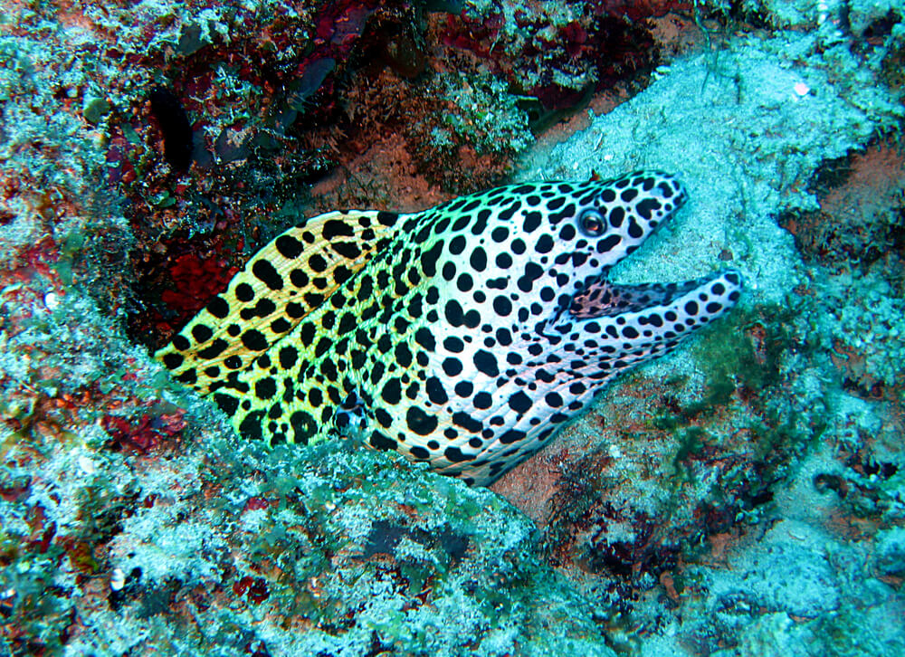Best places for scuba diving: A black-spotted moray eel at Mnemba Atoll, Zanzibar
