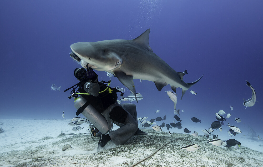 Playa del Carmen diving: Scuba diver feeding a bull shark
