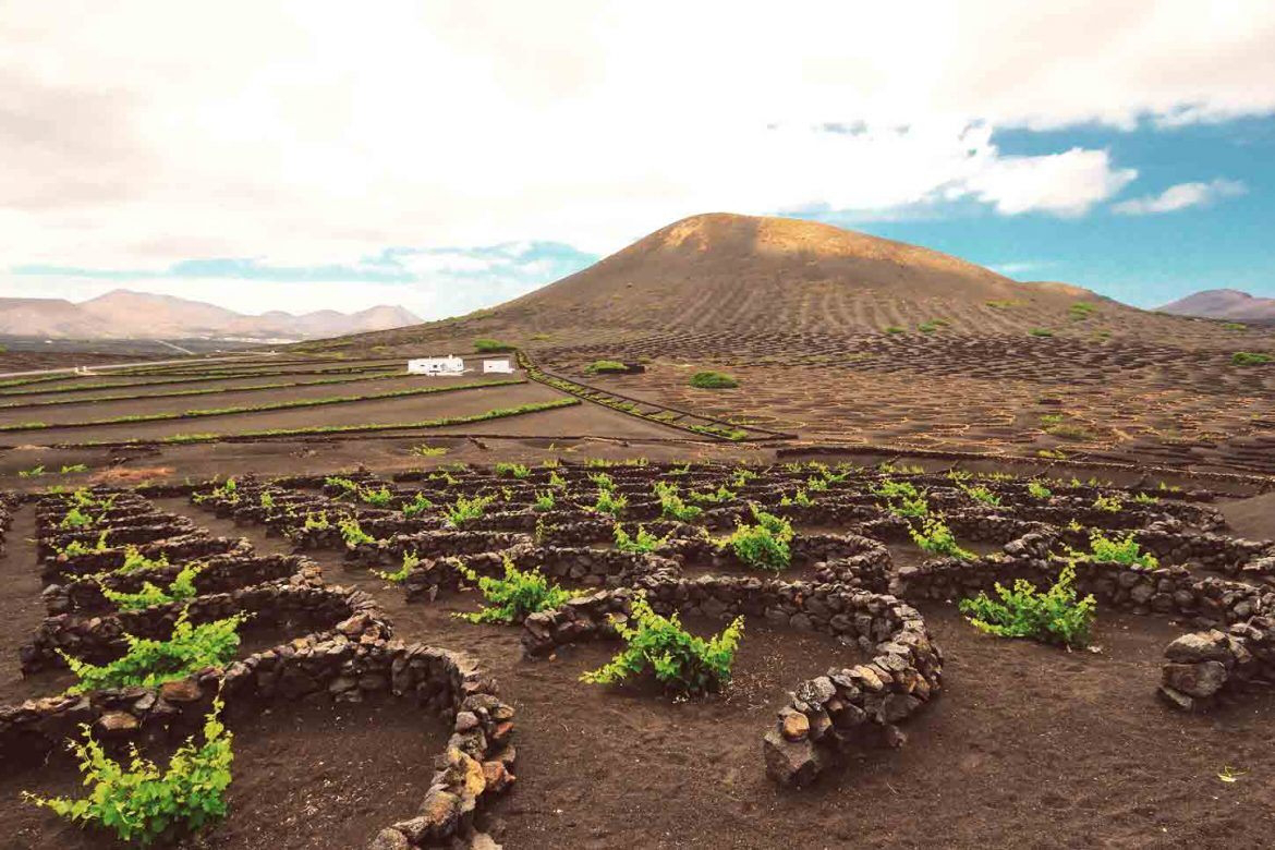 Take a vineyard tour in Lanzarote and marvel at the amazing landscape