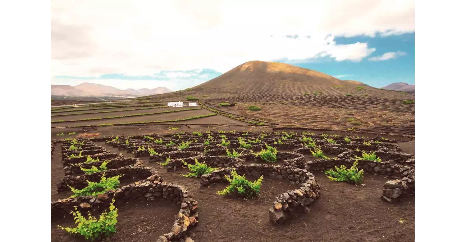 Take a vineyard tour in Lanzarote and marvel at the amazing landscape