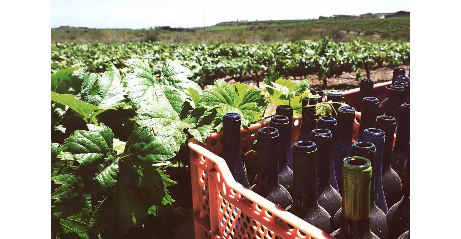 Discover vineyards in Tenerife on the slopes of Mount Teide