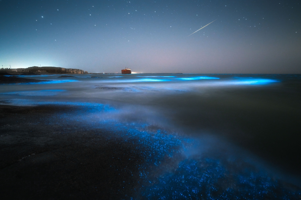 Best time to visit the Caribbean: A beach at night lit up with bioluminescence 