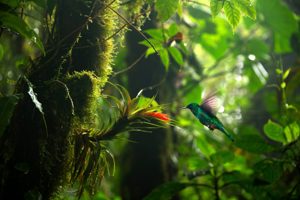 Best time to visit the Caribbean: A green tropical forest with a hummingbird 