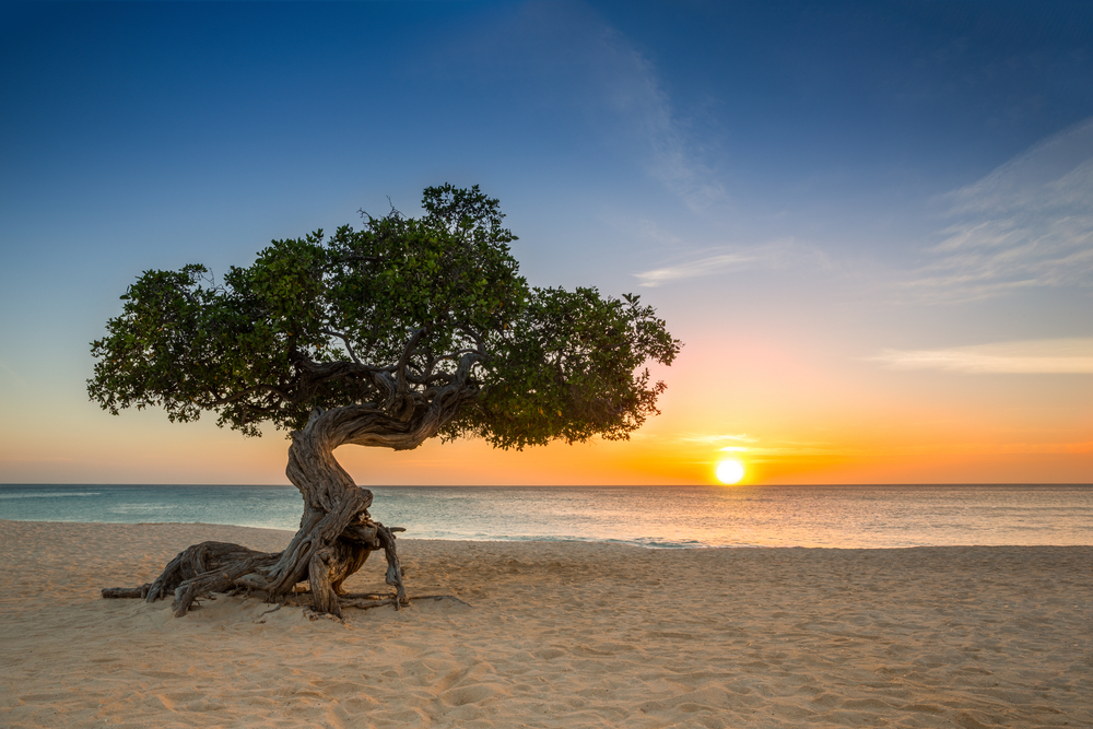 Beste Reisezeit Karibik: Divi-Divi-Baum auf Aruba, wo immer bestes Reisewetter herrscht.