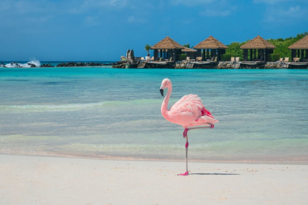 Aruba’s flamingos are a top attraction for visitors. 