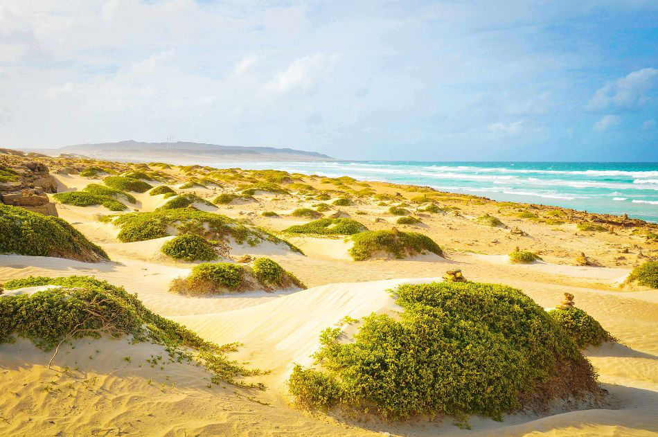Boa Vista Strände: gelbe Dünen mit grüner Vegetation an der Küste.