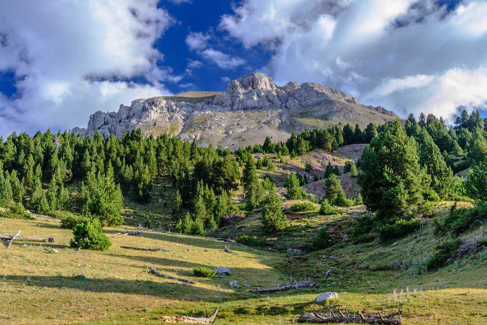bosques de españa Cadí-Moixero