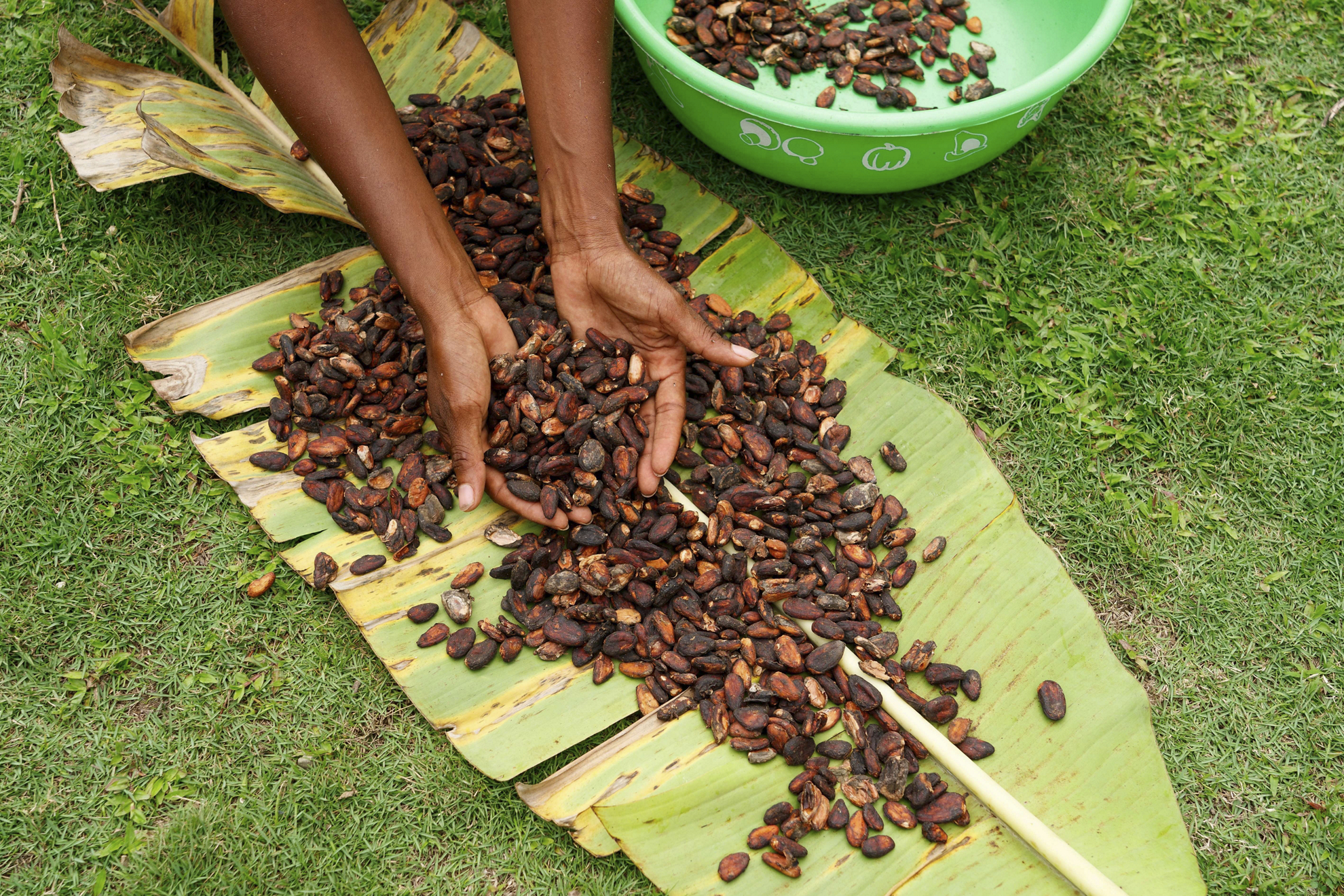 sendero del cacao republica dominicana