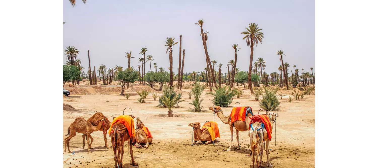 El Palmeral de Marrakech 