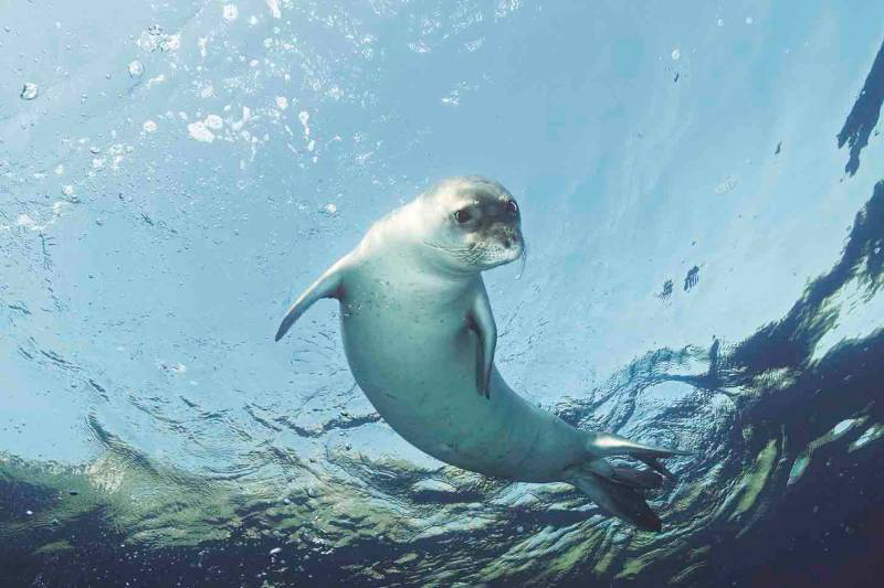 Did you know that monk seals play an important role in the Canary Islands’ history