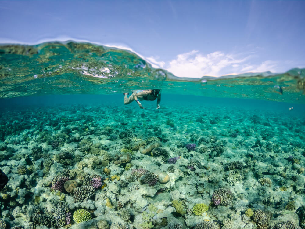 Snorkeling is a great way to discover the local wildlife on your Caribbean vacations.