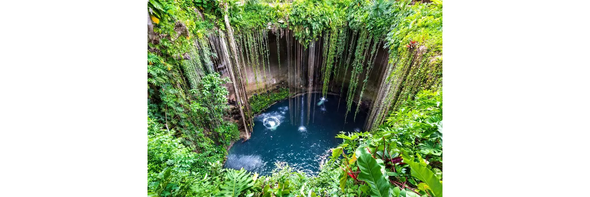 Cenoten in Mexiko: Die Sonne fällt in ein großes Cenote mit viel Vegetation an den Wänden.