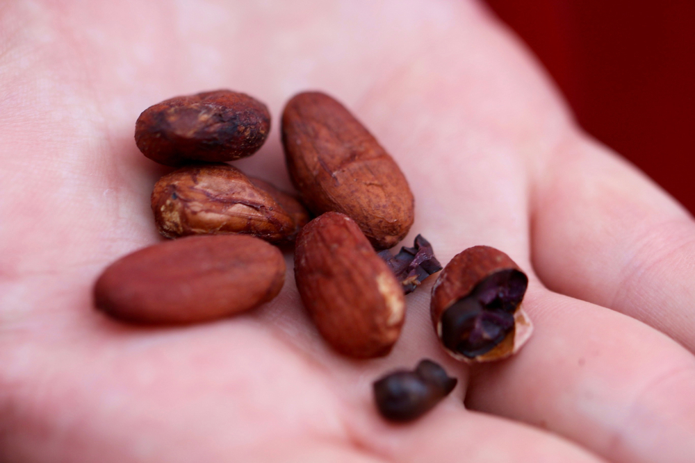 sendero del cacao republica dominicana