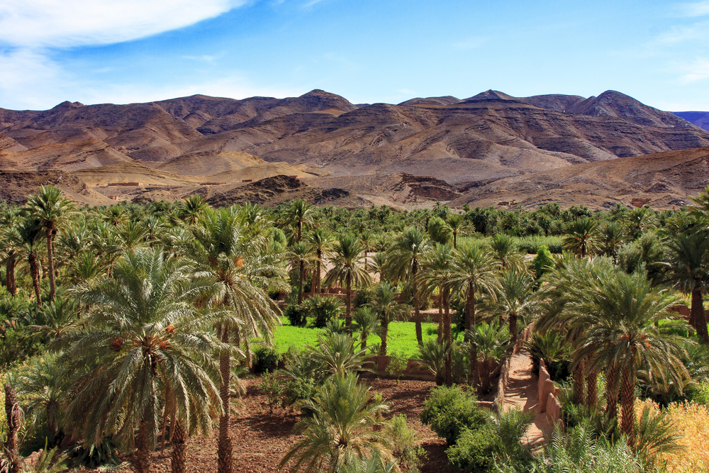 el palmeral marrakech 