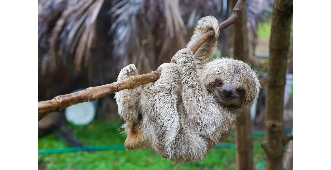 An exciting Costa Rica animal to spot is the sloth.