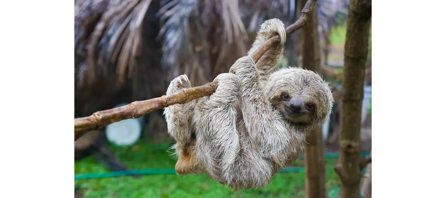 An exciting Costa Rica animal to spot is the sloth.
