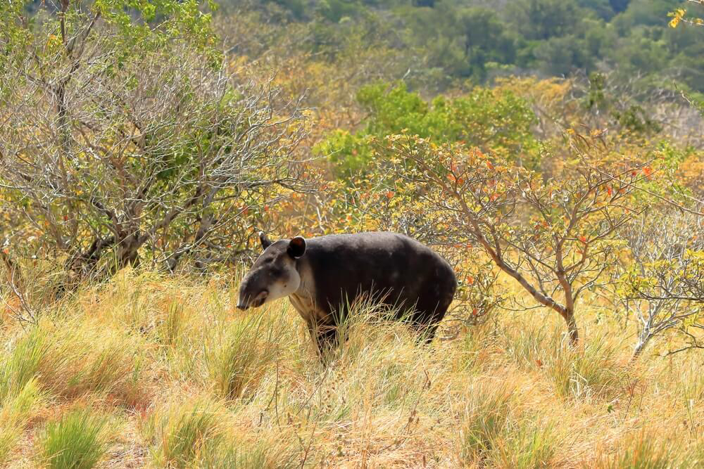 Biard’s tapir is an endangered species in Costa Rica.