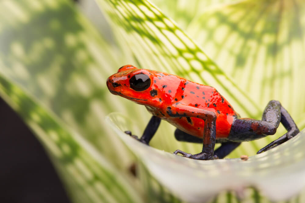 Frogs are one of an array of poisonous animals in Costa Rica.