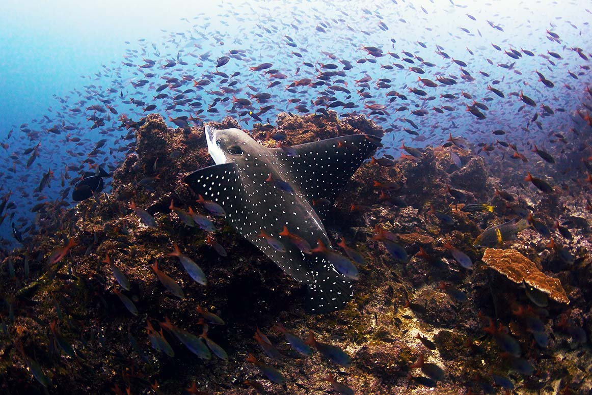 costa-rica-coco-retina