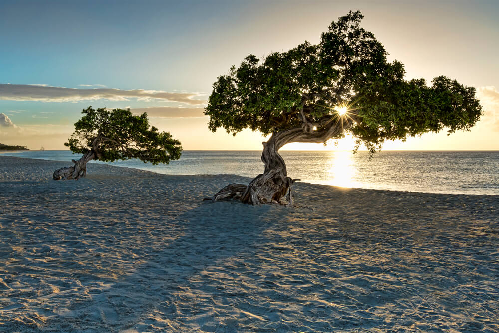 Cyber Monday-Reisen: Strand auf Aruba mit Divi-Divi-Baum.