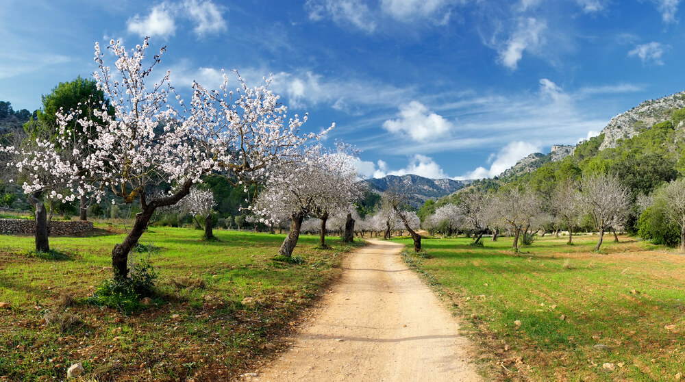 Cycling in Mallorca: A field full of flowering almond trees