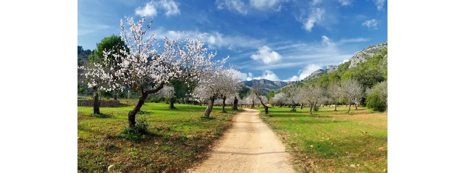 Cycling in Mallorca: A field full of flowering almond trees