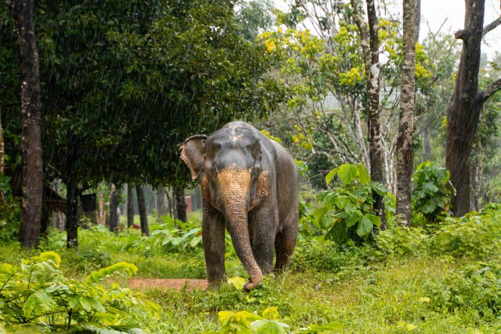 Regenzeit in Thailand: Elefant unterm Regen in einem Reservat in Phuket