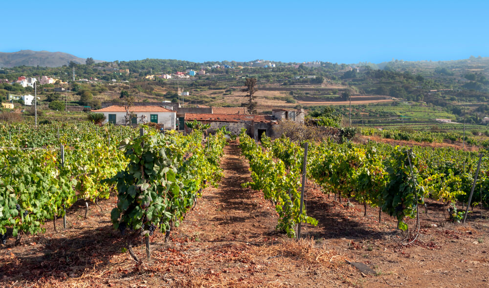Die besten Restaurants auf Teneriffa: Weinbau auf Teneriffa, der Ursprung der Guachinches.