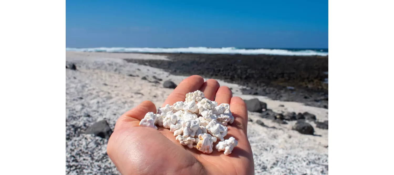 Versteinerte Kalkalgen am Popcorn-Strand auf Fuerteventura.